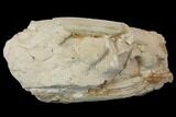 Fossil Running Rhino (Hyracodon) Jaws - South Dakota #143934-8
